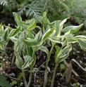 Polygonatum x hybridum 'Striatum'