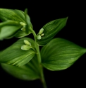 Polygonatum involucratum 'Shiro Shima Fu'