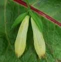 Polygonatum involucratum BSWJ4285 