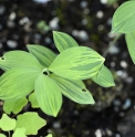 Polygonatum involucratum 'Ki Shima Fu'