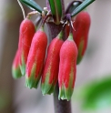 Polygonatum kingianum