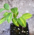 Polygonatum lasianthum 'Ama no Gawa'