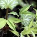 Polygonatum lasianthum 'Kon Chiri Shima'
