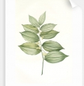Polygonatum latifolium