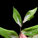 Polygonatum odoratum 'Byakko' 