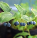 Polygonatum odoratum 'Hotei'