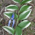 Polygonatum odoratum 'Kayabanishiki'