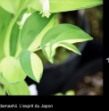 Polygonatum odoratum 'Ki Sho'