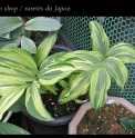 Polygonatum odoratum 'Kyoui'