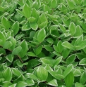 Polygonatum odoratum 'Variegatum'
