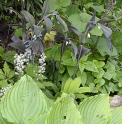 Polygonatum odoratum 'Raon Black'