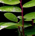 Polygonatum odoratum 'Red Legs'