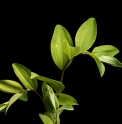 Polygonatum odoratum 'Striped Pattern'