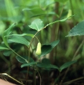 Polygonatum yunnanense CBCH035