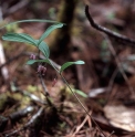 Polygonatum prattii CLD325