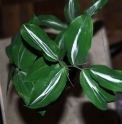 Polygonatum lasianthum 'Zansetsu' 