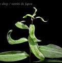 Polygonatum falcatum 'Twist'
