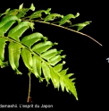 Polystichum lepidocaulon 'Shishiba'
