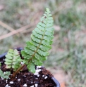 Polystichum tagawanum JP9503