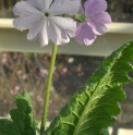 Primula sieboldii 'Coshibori'