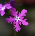 Primula sieboldii 'Kotobuki'
