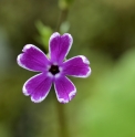 Primula sieboldii 'Nankin Kazakura'
