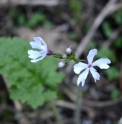 Primula sieboldii 'Shiro Tombo'