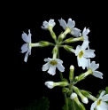 Primula kisoana