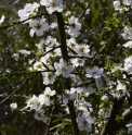 Prunus cerasifera subsp.divaricata
