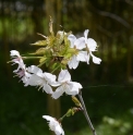 Prunus changyangensis