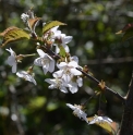Prunus x dawyckensis