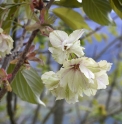 Prunus 'Gyoiko'