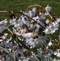 Prunus incisa 'Pendula'