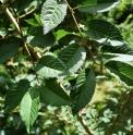 Prunus maximowiczii CBKR1433