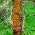 Prunus maackii 'Amber Beauty'