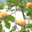 Prunus mandshurica