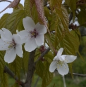 Prunus matuurai TW1505