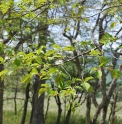 Prunus maximowiczii RU4876