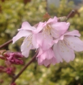 Prunus nipponica