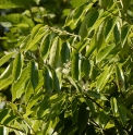 Prunus phaeosticta