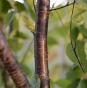 Prunus aff.cyclamina 'Baoxing'