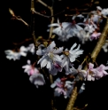 Prunus subhirtella 'Autumnalis Rosea'