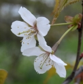 Prunus transarisanensis TW46