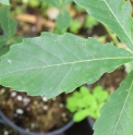 Quercus mongolica var.grosseserrata CMBJP2156