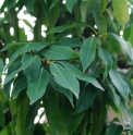 Quercus myrsinifolia 