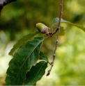 Quercus serrata CMBJP1997