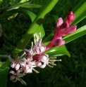 Reineckea carnea RBGE form