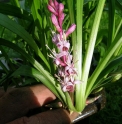 Reineckea carnea CBCH324