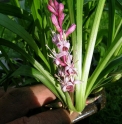 Reineckea carnea CBCH324