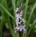 Reineckea carnea 'Crug's Broadleaf' BWJ8096